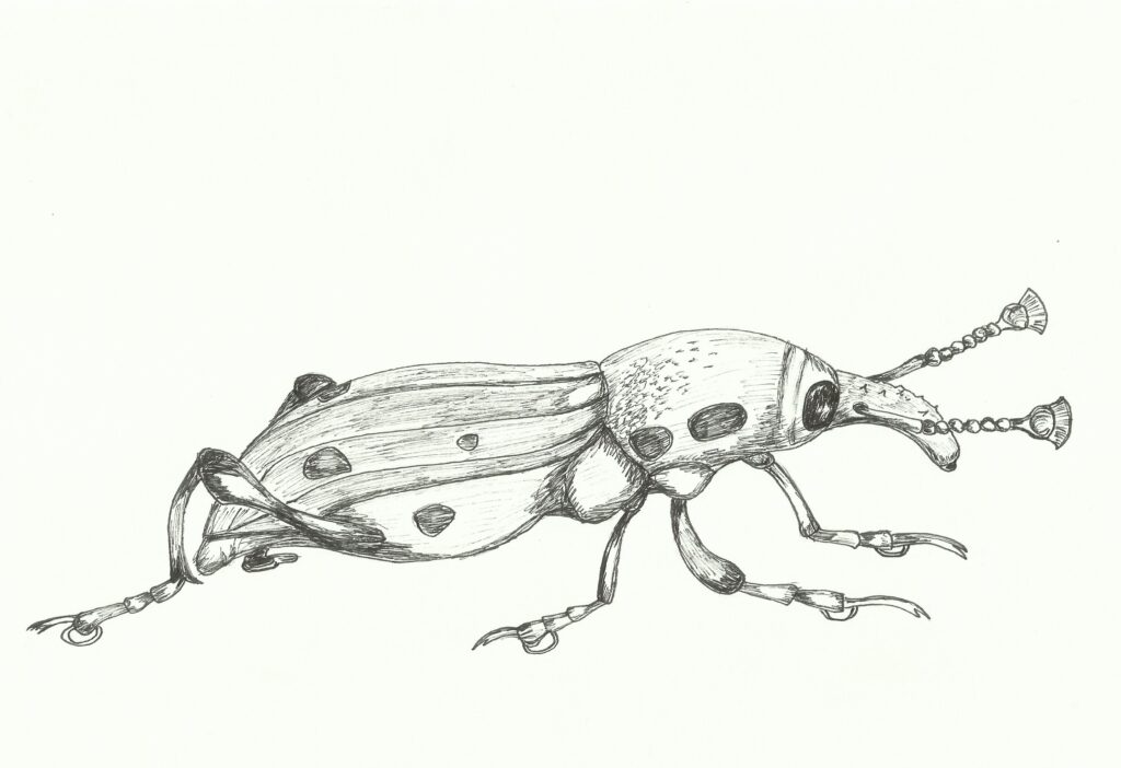 line drawing of a elongated beetle with a long snout. the beetle has antennae that look like a composite of small balls and spots on some parts of its body. the black on white liner drawing has a lot of textures.