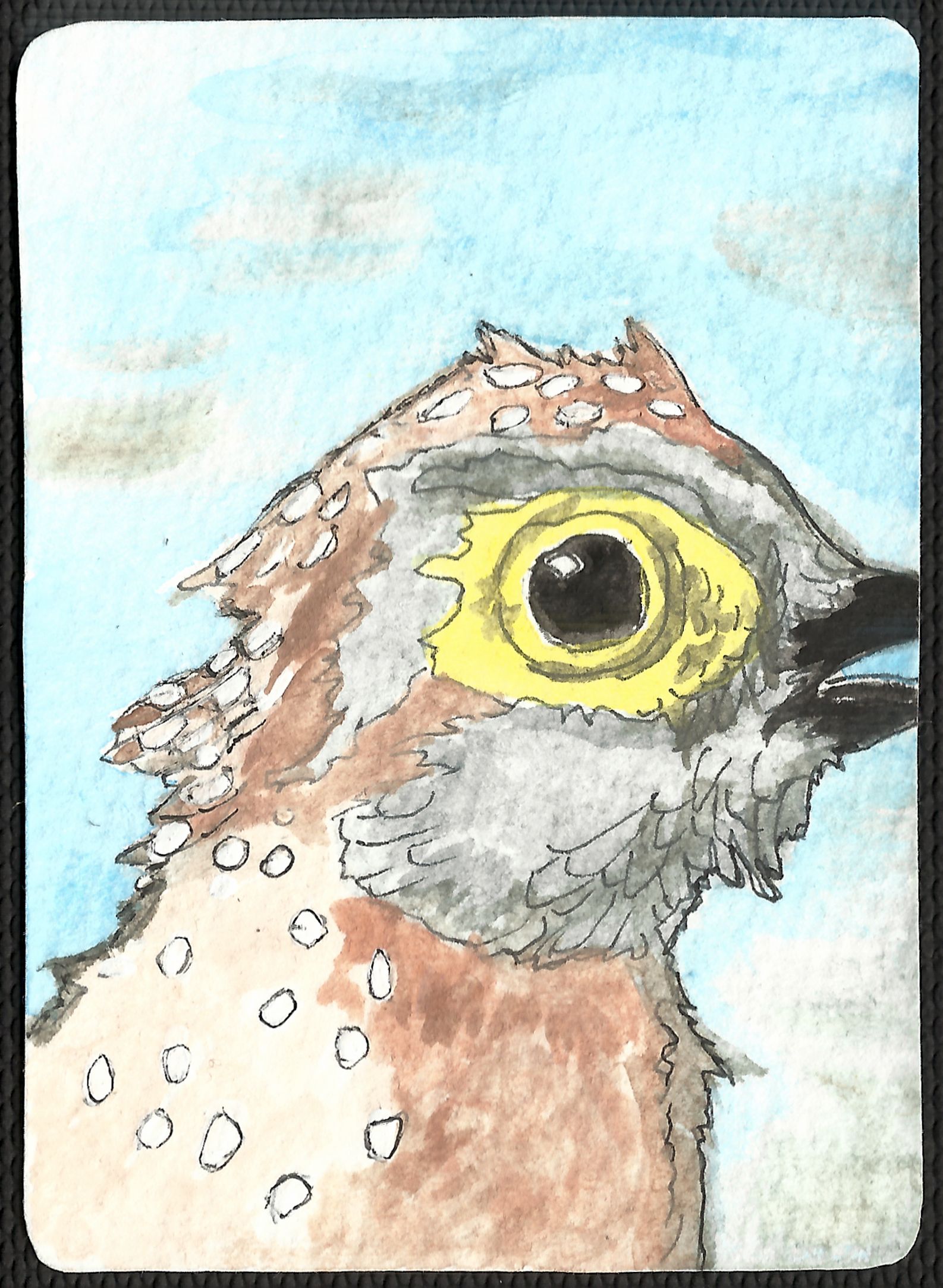 ACEO card showing a small brown bird very up close with some parts of its beak out of frame. The bird has a yellow eye surrounded with yellow skin, grey and darkgrey feathers and feathers that are brown and brownish with white speckles. The background is lightblue.