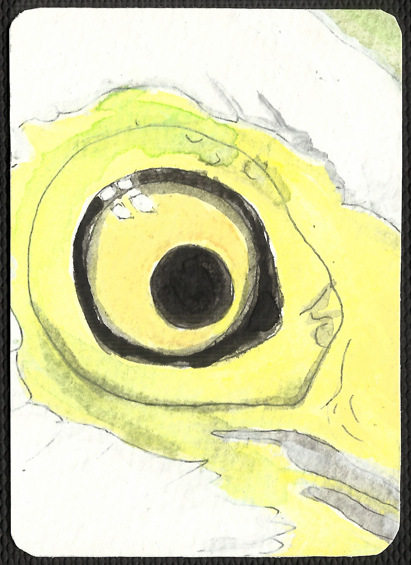 ACEO card showing a big yellow bird's eye surrounded with yellow skin with green highlights and white feathers