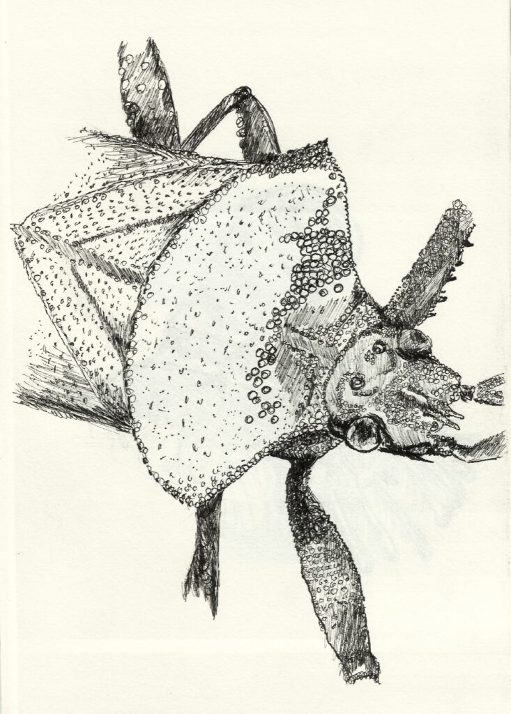 The dock bug is a kind of shield bug whose exoskeleton looks as if it's made of leather. this drawing shows the details of the leathery "skin" and only half of the bug without the legs and antennae