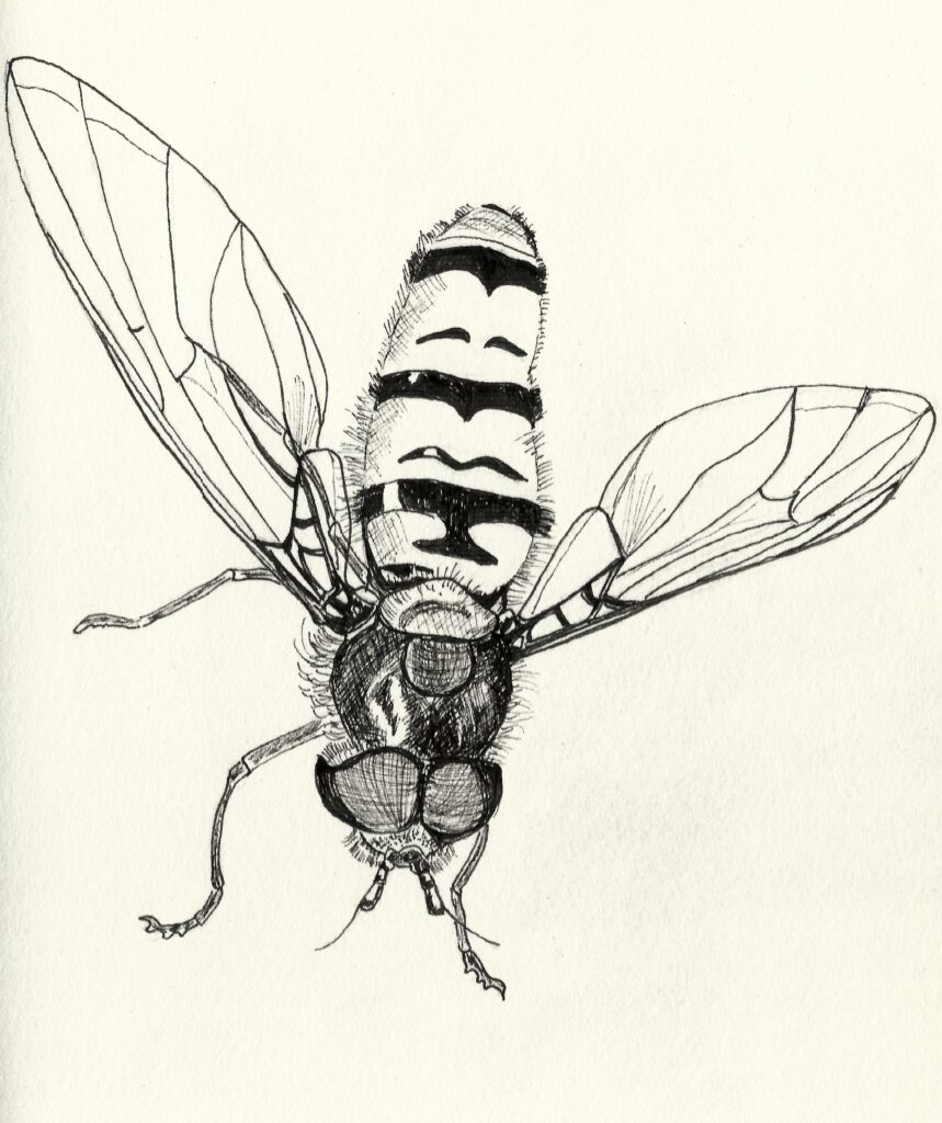 An ornate hover fly with big eyes, a shimmery neck and markings that make it look a little bit like a bee. The drawing also shows details like a lot of hair around the head, neck and body.