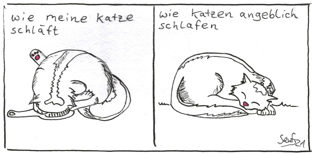 zwei panel comic. panel 1: "wie meine katze schläft". eine katze drückt ihren kopf in eine bürste während alle gliedmaßen in verschiedene richtungen zeigen. panel 2 "wie katzen angeblich schlafen" eine katze gemütlich zusammengerollt mit dem kopf auf den pfoten abgelegt