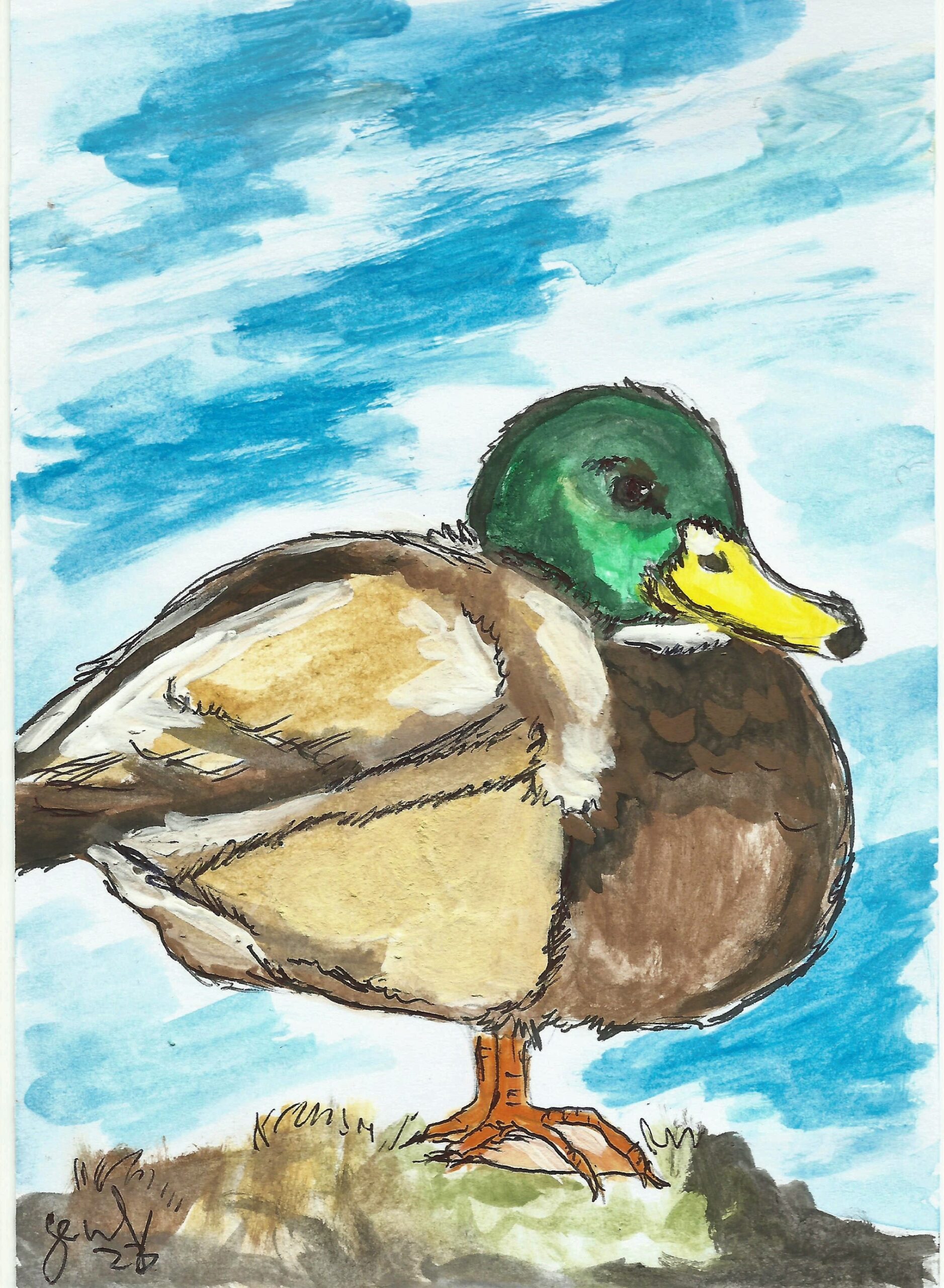 rough painting of a male mallard with its typical green-turquoise shimmery head stand on one leg on some rocks, the background is blue