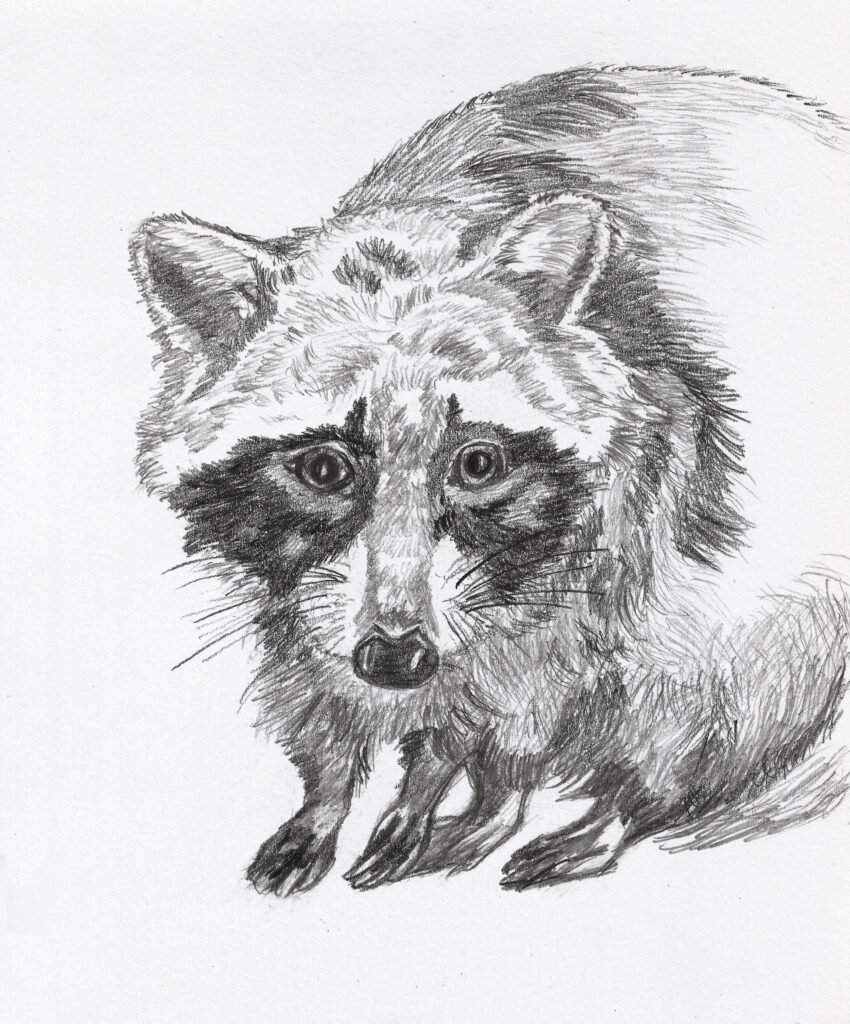 pencil drawing of a raccoon looking a bit scared and lost