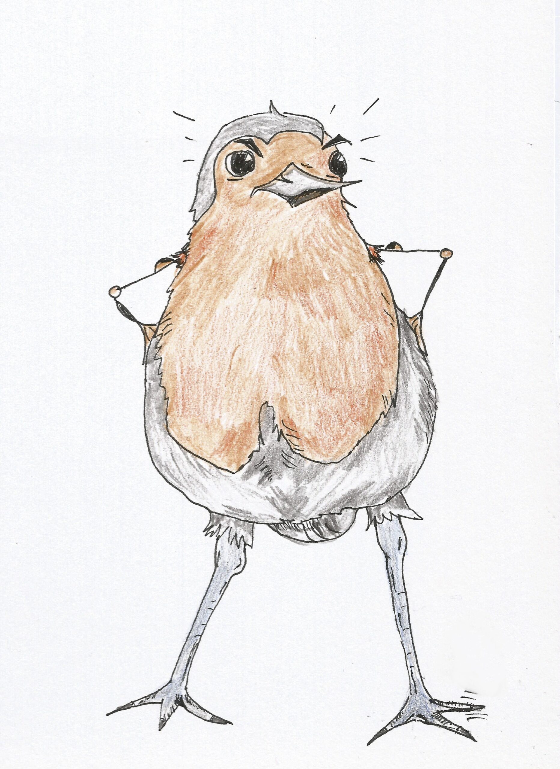 comic style drawing of a european robin with its hands instead of real wings on its hips and tiny muscles, standoffish and tapping one foot. the robin is clearly angry.