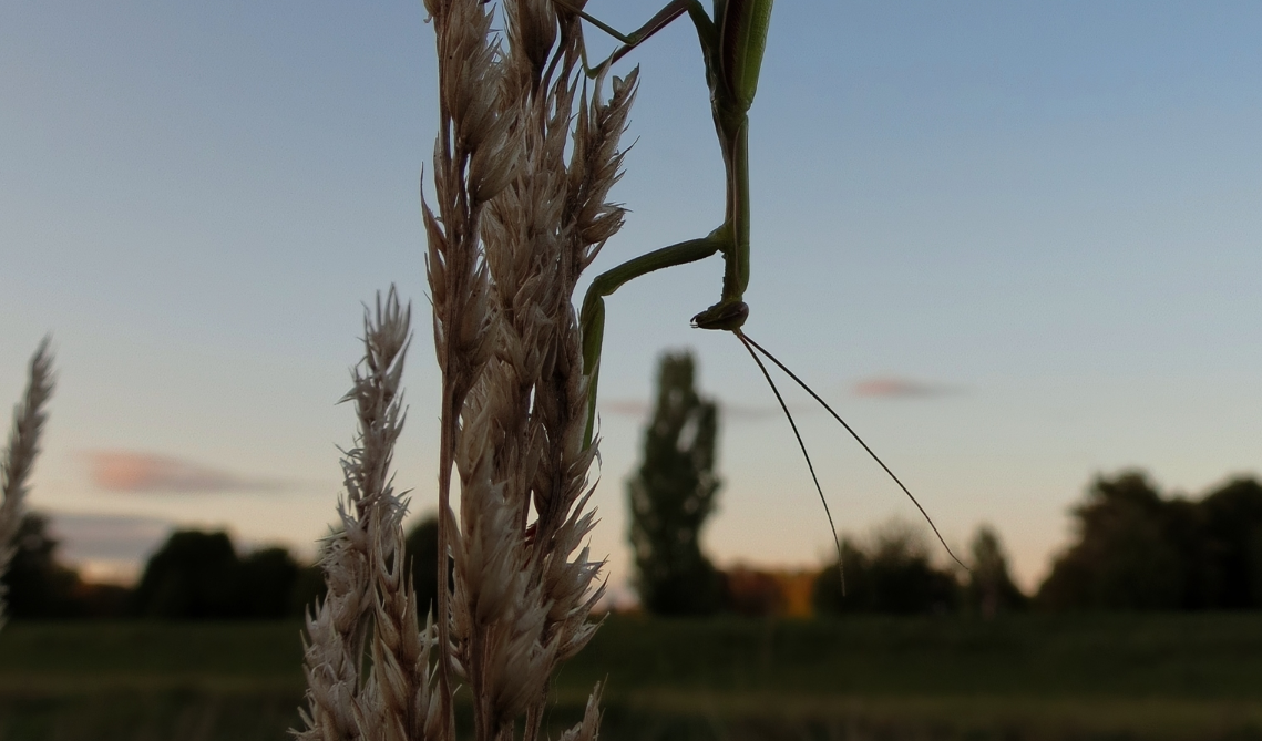 image of a mantis religiosa hanging from a plant in front of the sunset