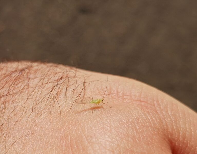 File:Aphidoidea 08.jpg