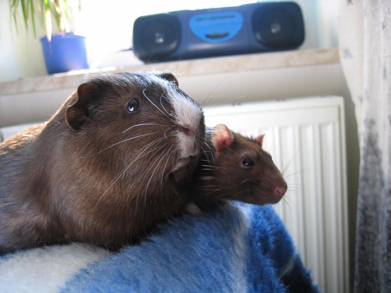 File:Cavia porcellus Rattus rattus 01.jpg