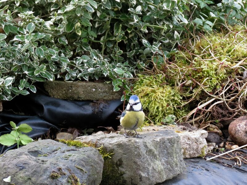 File:Cyanistes caeruleus 12.jpg