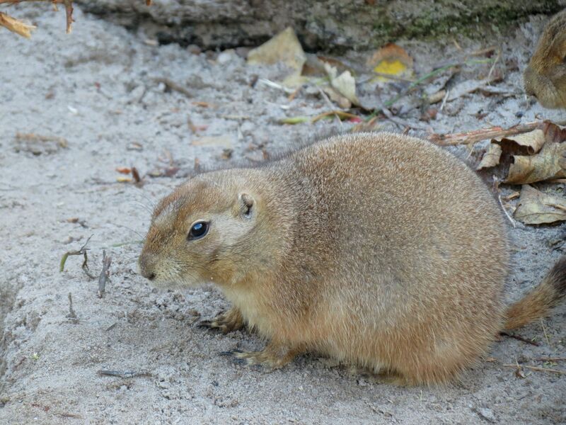 File:Cynomys ludovicianus 06.jpg