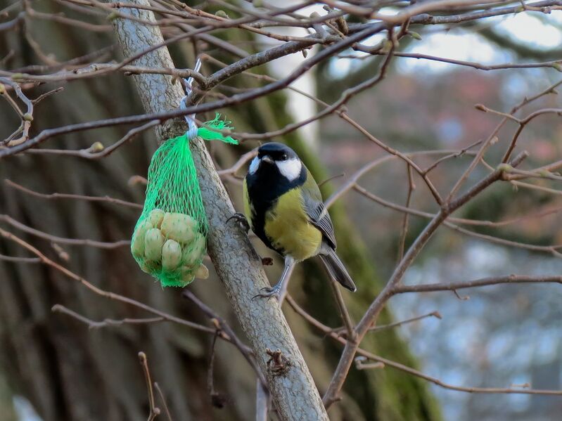 File:Parus major 03.jpg