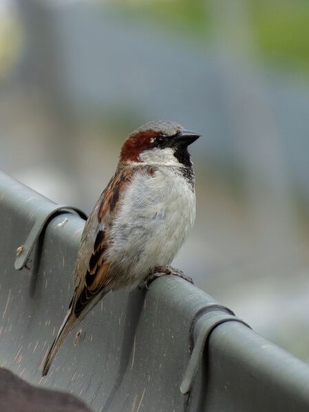 File:Passer domesticus 17.jpg
