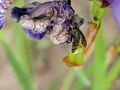 on flower 01