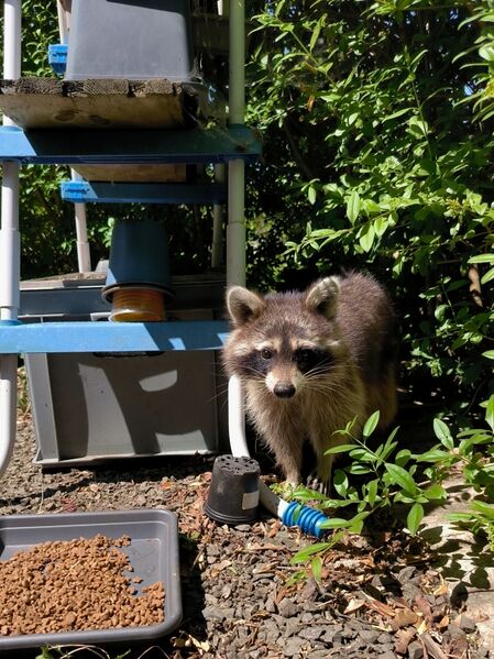 File:Procyon lotor 21.jpg