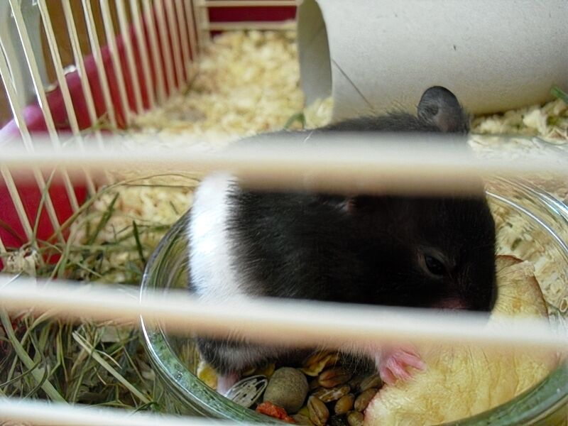 File:Mesocricetus auratus 01.jpg