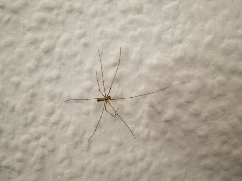 File:Pholcus phalangioides 10.jpg