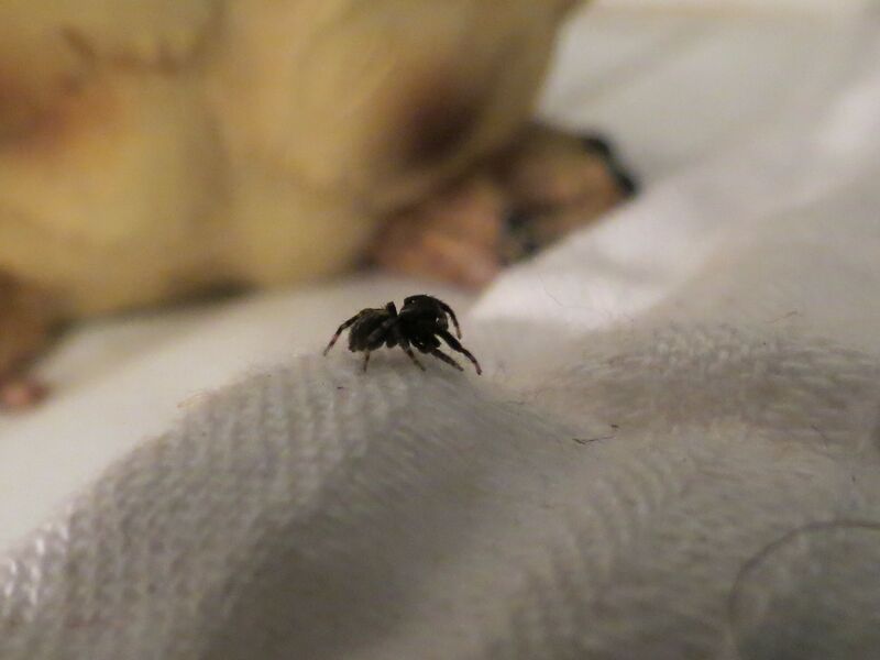 File:Pseudeuophrys lanigera 22.jpg