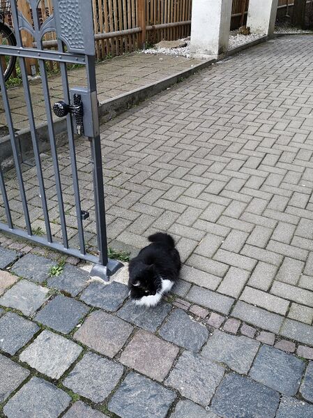 File:Felis catus 25.jpg