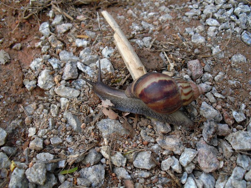 File:Lissachatina fulica 01.jpg