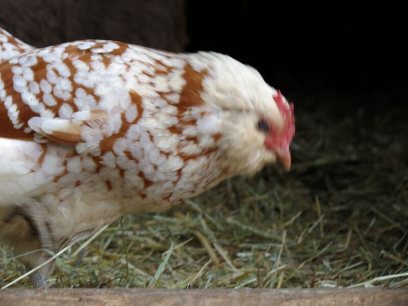 File:Gallus gallus 11.jpg