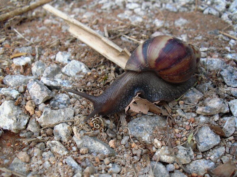 File:Lissachatina fulica 03.jpg