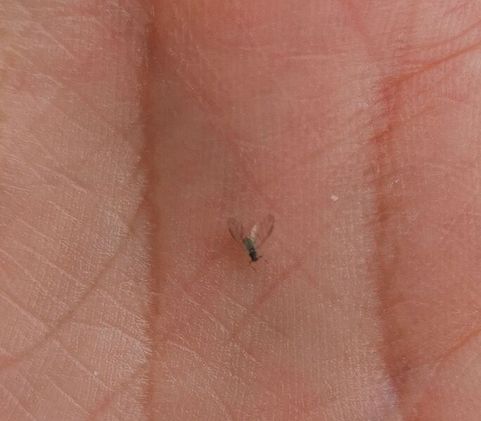 File:Aphidoidea 02.jpg