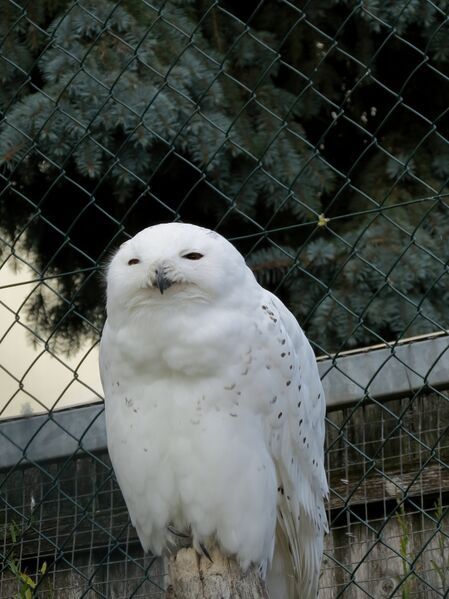 File:Bubo scandiacus 03.jpg