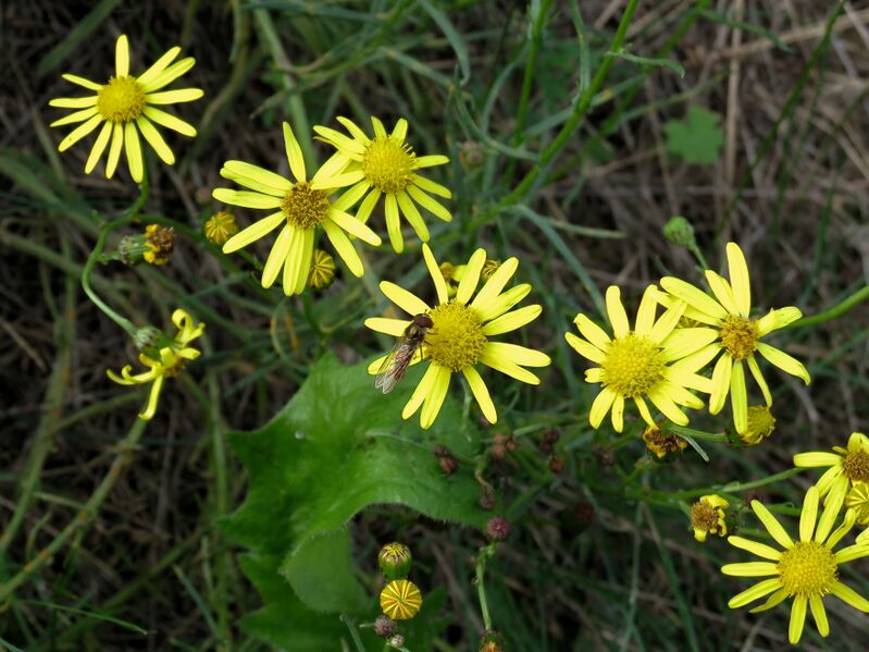 File:Episyrphus balteatus 02.jpg