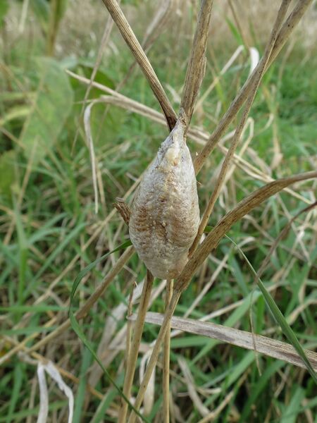 File:Mantis religiosa 12.jpg