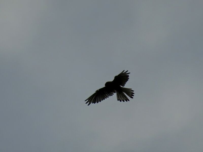 File:Falco tinnunculus 09.jpg