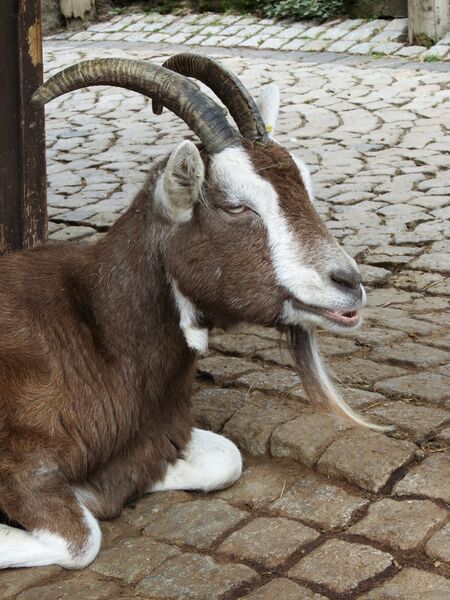 File:Capra hircus 08.jpg