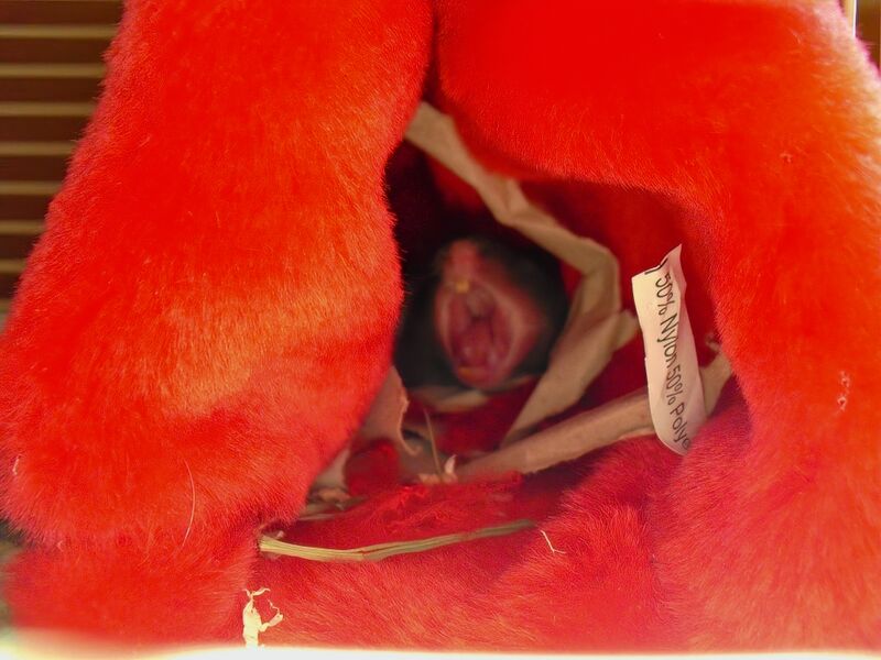 File:Mesocricetus auratus 03.jpg