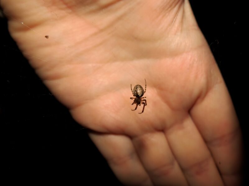 File:Zygiella x-notata 16.jpg