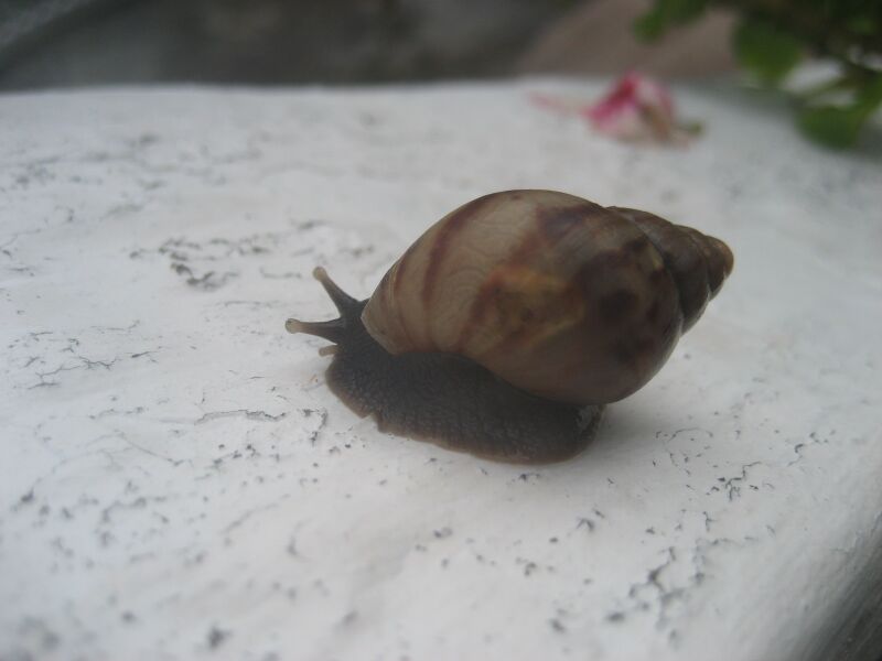 File:Lissachatina fulica 05.jpg