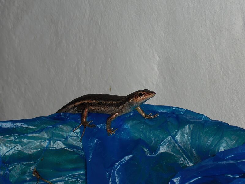 File:Trachylepis sechellensis 01.jpg