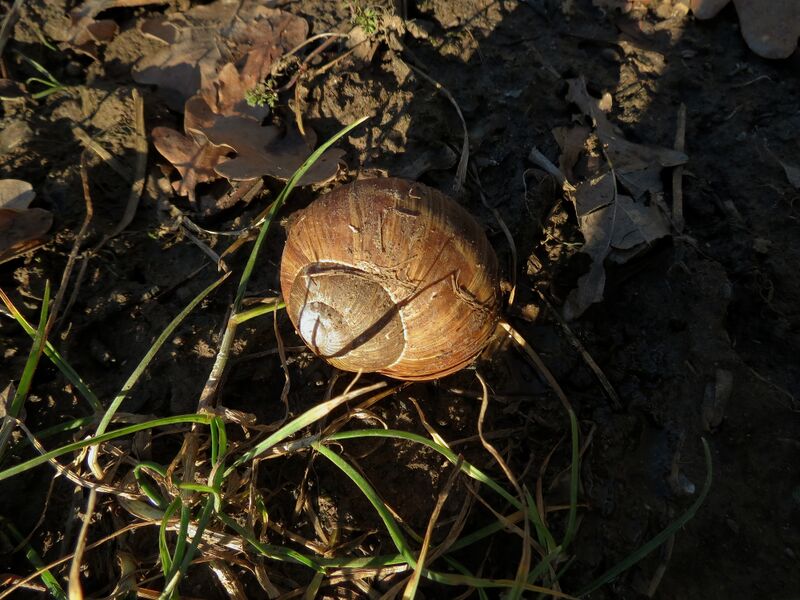 File:Helix pomatia 04.jpg