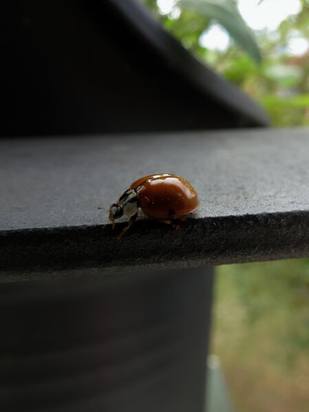 File:Harmonia axyridis 02.jpg