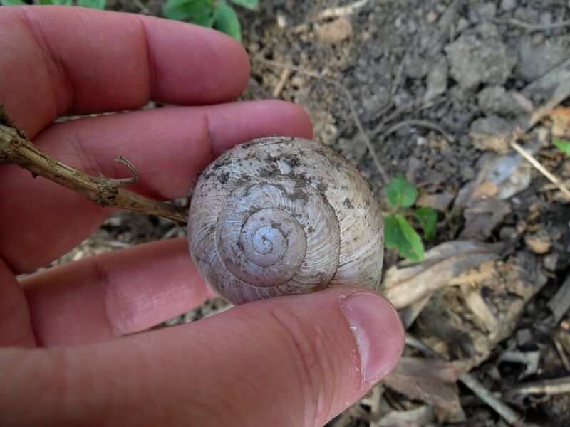File:Helix pomatia 12.jpg