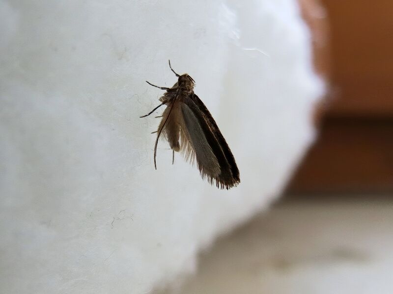 File:Hofmannophila pseudospretella 05.jpg