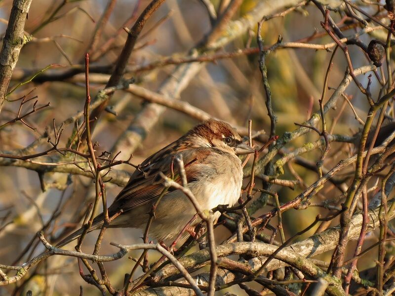 File:Passer domesticus 13.jpg