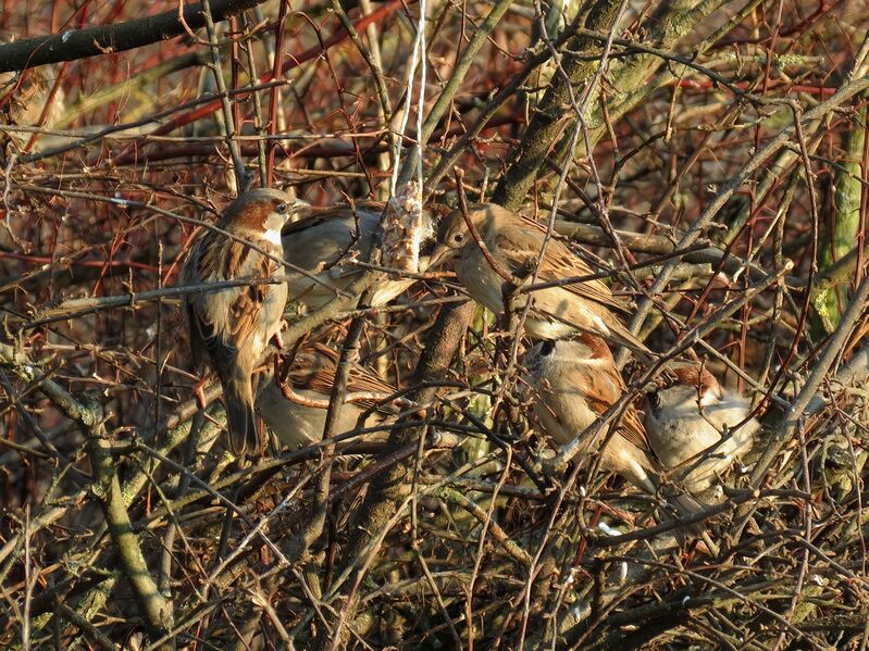 File:Passer domesticus 07.jpg