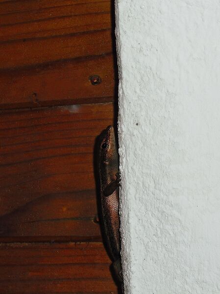 File:Trachylepis sechellensis 02.jpg