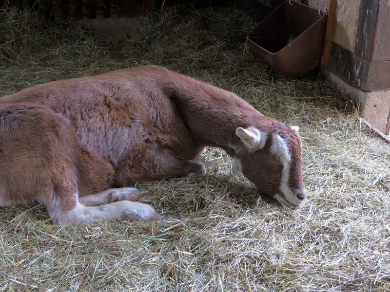 File:Capra hircus 05.jpg