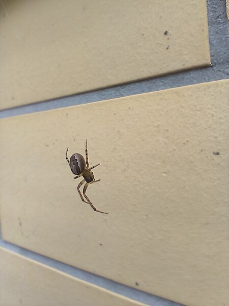 File:Zygiella x-notata 06.jpg