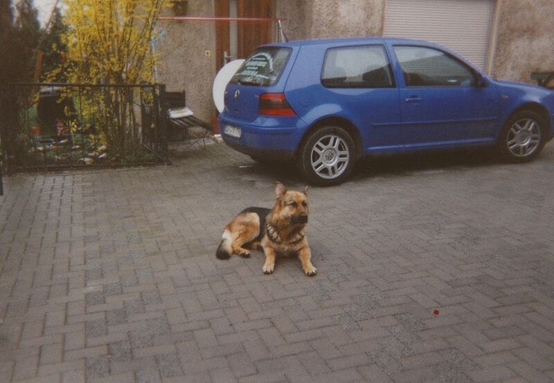 File:Canis familiaris 19.jpg