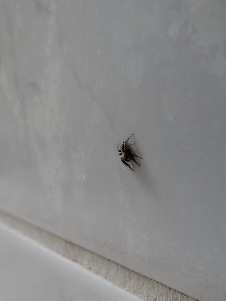 File:Pseudeuophrys lanigera 21.jpg