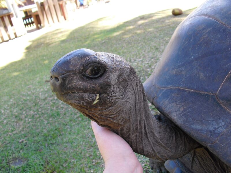 File:Aldabrachelys gigantea 09.jpg