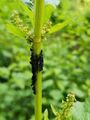 black on stem 01