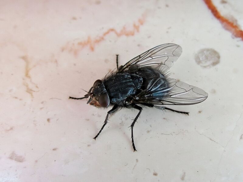 File:Calliphora vicina 03.jpg