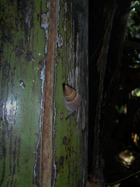 File:Nesiocerastus praslinus 02.jpg